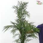 New Asparagus Fern With Flower /  Berry