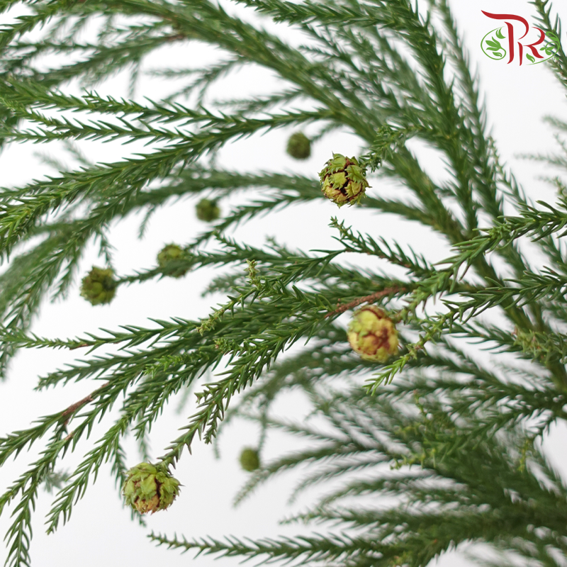 New Asparagus Fern With Flower /  Berry