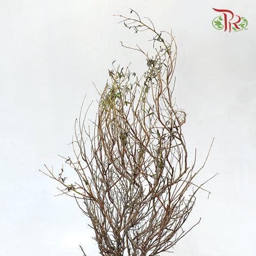 Euphorbia - (Per Bunch) - Pudu Ria Florist