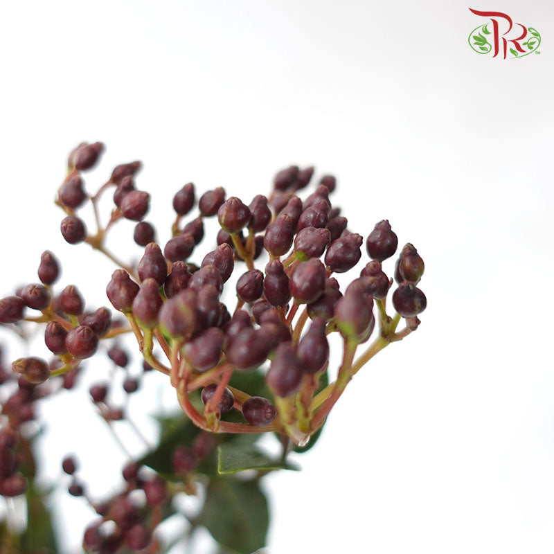 Viburnum Tinus Berries - (8-10 Stems) - Pudu Ria Florist