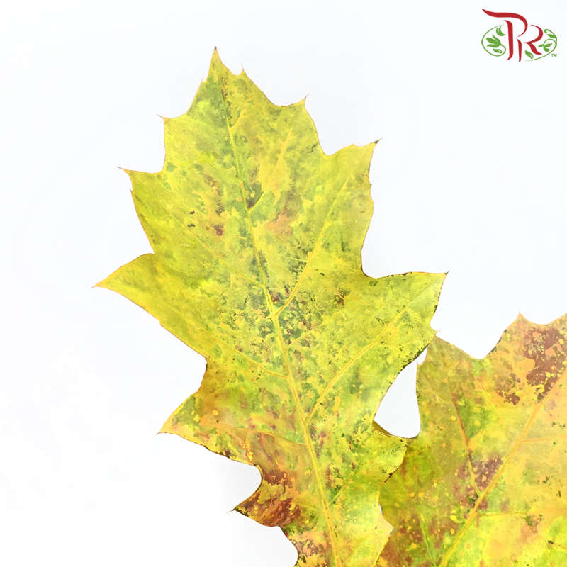 Oak Leaf Dyed - Frost Orange  (5 Stems) - Pudu Ria Florist