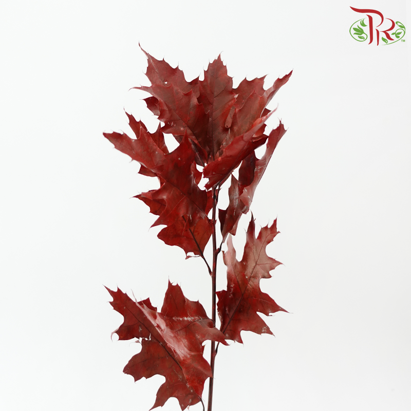 Oak Leaf Dyed