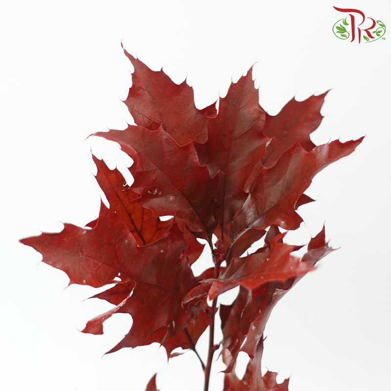 Oak Leaf Dyed
