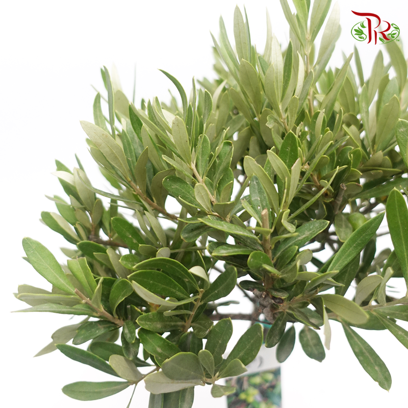 Olea Europaea - Olive Tree《油橄欖》(70 CM) - Pudu Ria Florist