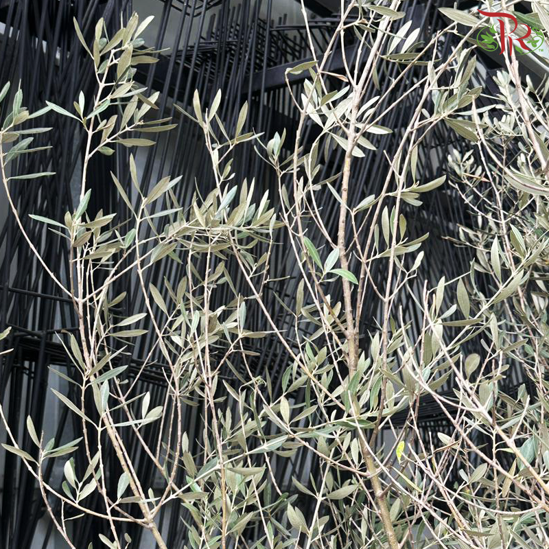 Olea Europaea (Olive Tree) Italy 9OH《油橄榄》