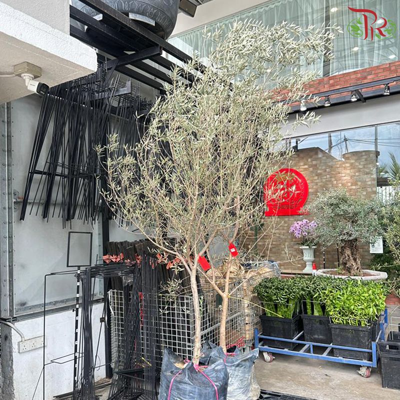 Olea Europaea (Olive Tree) Italy 9OH《油橄榄》