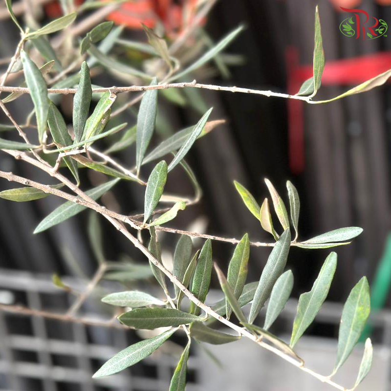 Olea Europaea (Olive Tree) Italy 9OH《油橄榄》