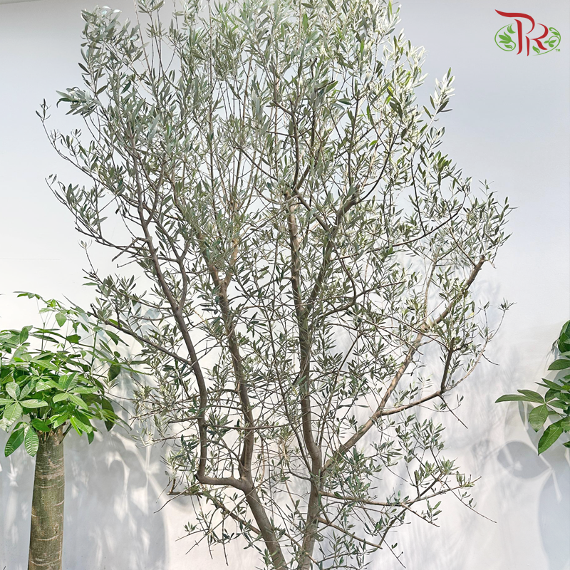 Olea Europaea (Olive Tree) Italy《油橄榄》