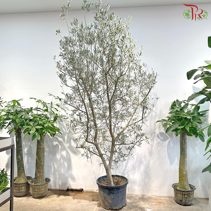 Olea Europaea (Olive Tree) Italy《油橄榄》