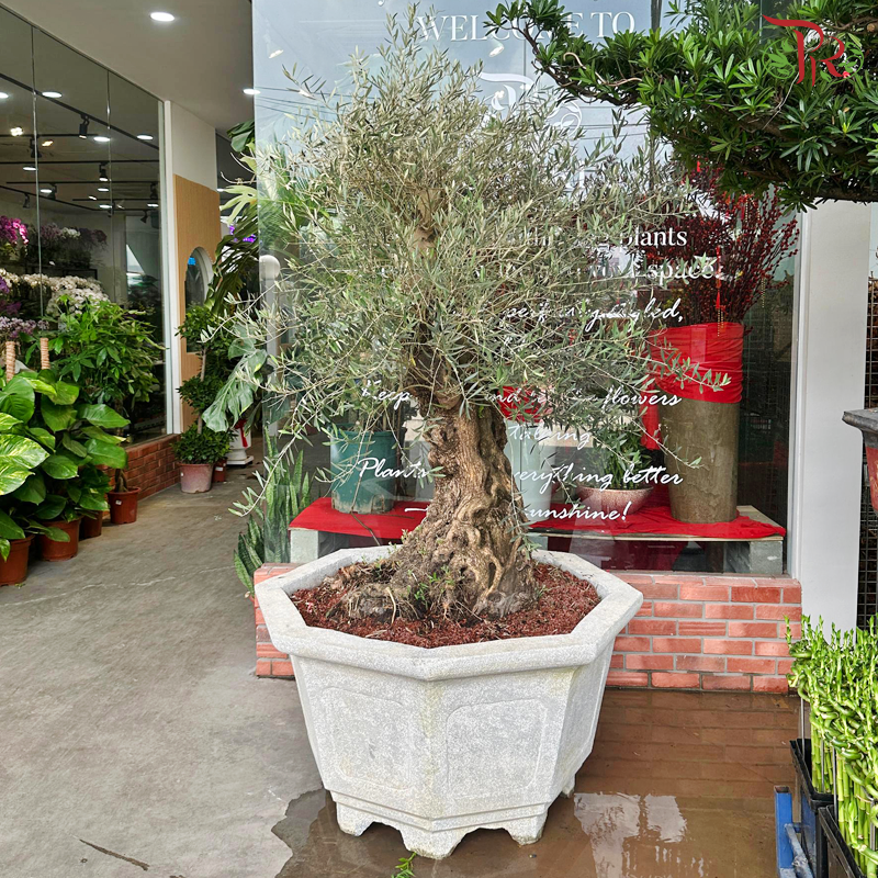 Olea Europaea (Olive Tree) Italy《油橄榄》
