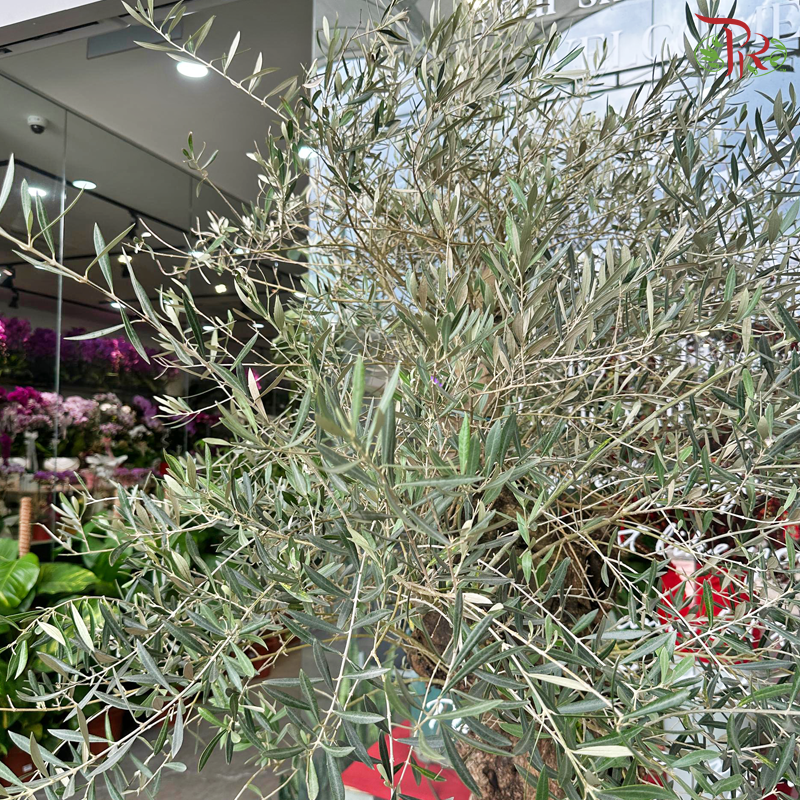 Olea Europaea (Olive Tree) Italy《油橄榄》