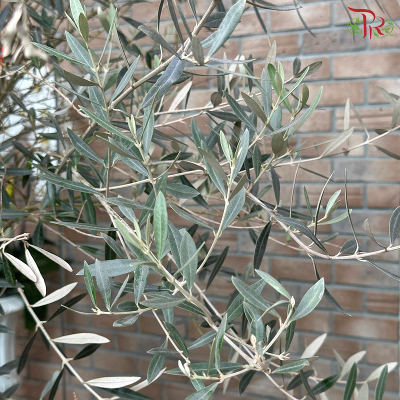 Olea Europaea (Olive Tree) Italy《油橄榄》