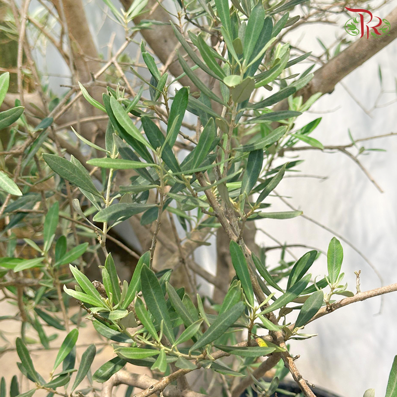 Olea Europaea (Olive Tree) Italy《油橄榄》