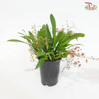 Oncidium (More Than 10 Stems) 《梦香兰》(With Color Option)