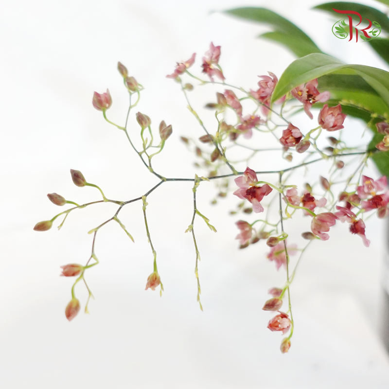 Oncidium (Less Than 10 Stems) - Pink《梦香兰》- 光棕粉