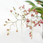 Oncidium (Less Than 10 Stems) - Pink《梦香兰》- 光棕粉