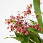 Oncidium (Less Than 10 Stems) - Pink《梦香兰》- 光棕粉