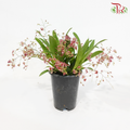 Oncidium (Less Than 10 Stems) - Pink《梦香兰》- 光棕粉