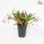 Oncidium (Less Than 10 Stems) - Pink《梦香兰》- 光棕粉