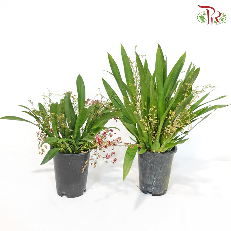 Oncidium (More Than 10 Stems) 《梦香兰》(With Color Option)