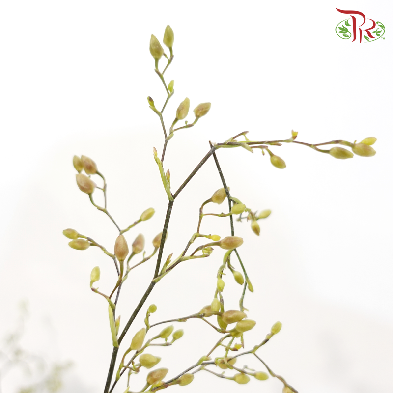 Oncidium (More Than 10 Stems) 《梦香兰》(With Color Option)