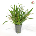 Oncidium (More Than 10 Stems) 《梦香兰》(With Color Option)