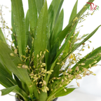 Oncidium (More Than 10 Stems) 《梦香兰》(With Color Option)