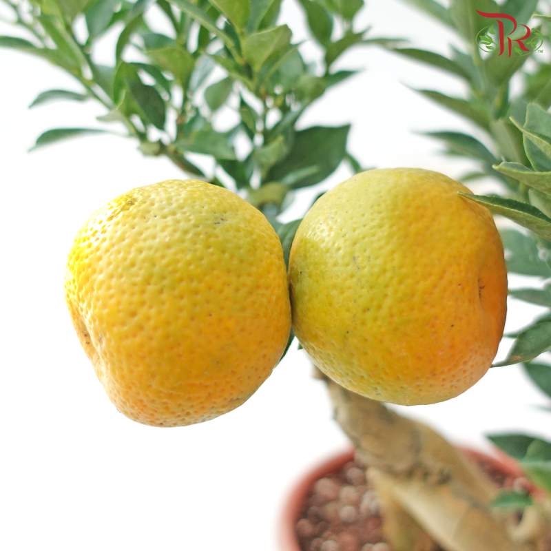 Orange Tree Bonsai《橘子树盆景》