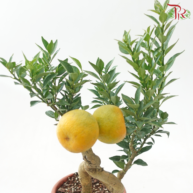 Orange Tree Bonsai《橘子树盆景》