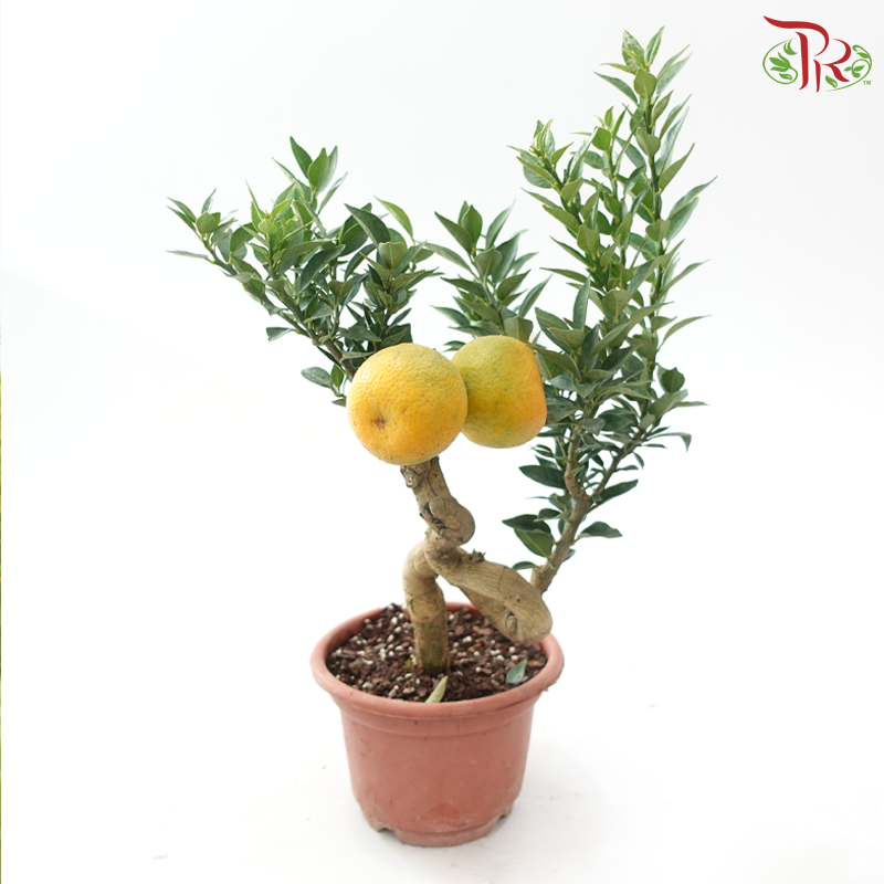 Orange Tree Bonsai《橘子树盆景》