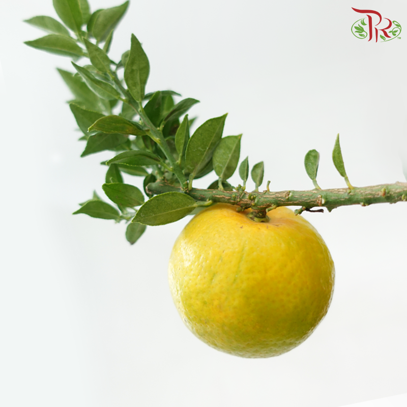 Orange Tree Bonsai《橘子树盆景》