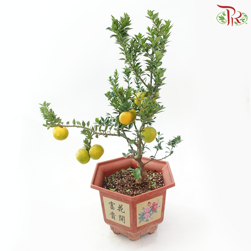 Orange Tree Bonsai《橘子树盆景》