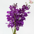 Mokara Orchid