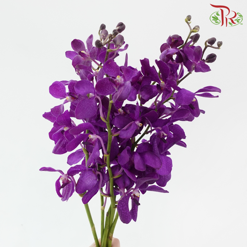 Mokara Orchid
