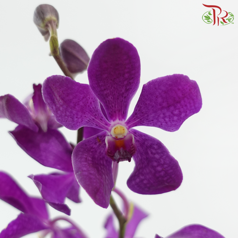 Mokara Orchid