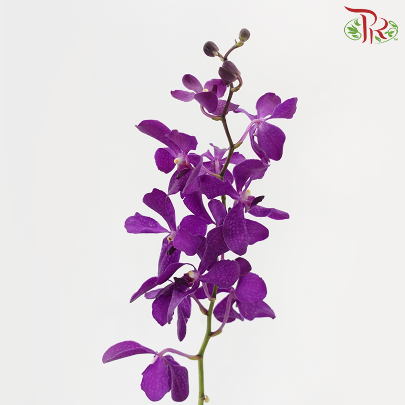 Mokara Orchid