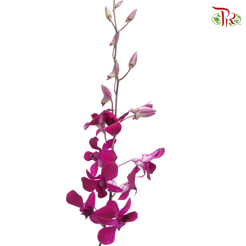 HW - Dendrobium - Orchid Full Purple (S) (5 Stems) - Pudu Ria Florist