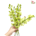 HW - Dendrobium - Orchid Green With Grey Lips (M) (5 Stems) - Pudu Ria Florist