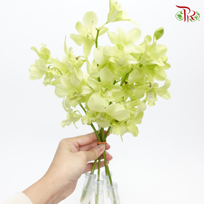 HW - Dendrobium - Orchid Apple Green (SS) (5 Stems) - Pudu Ria Florist