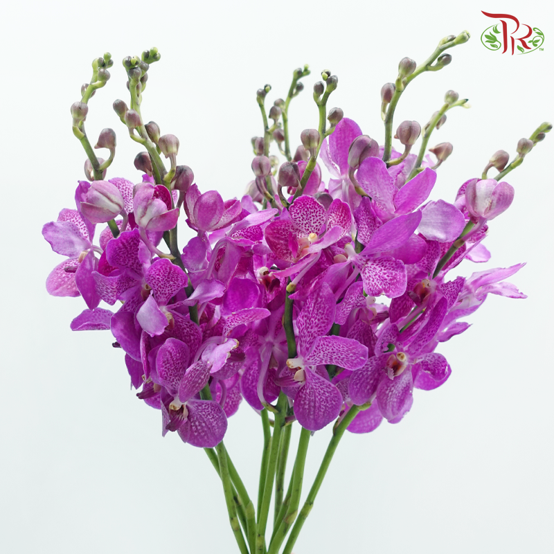 Mokara Orchid