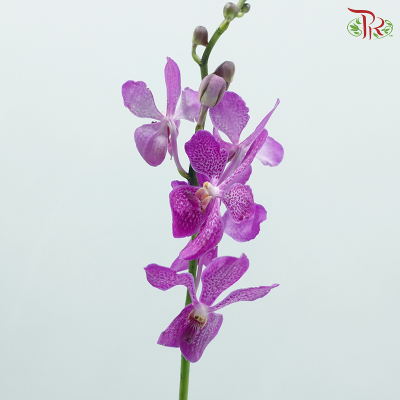 Mokara Orchid