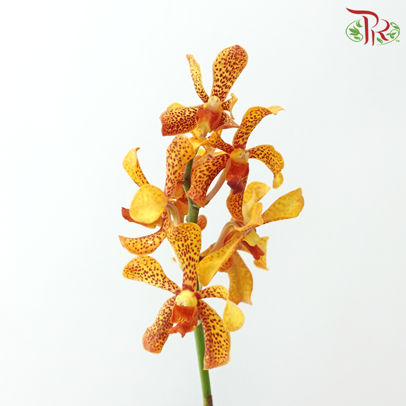 Mokara Orchid