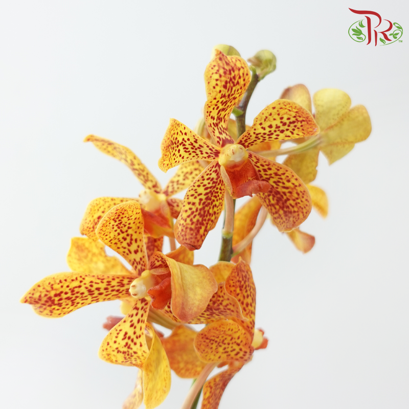 Mokara Orchid