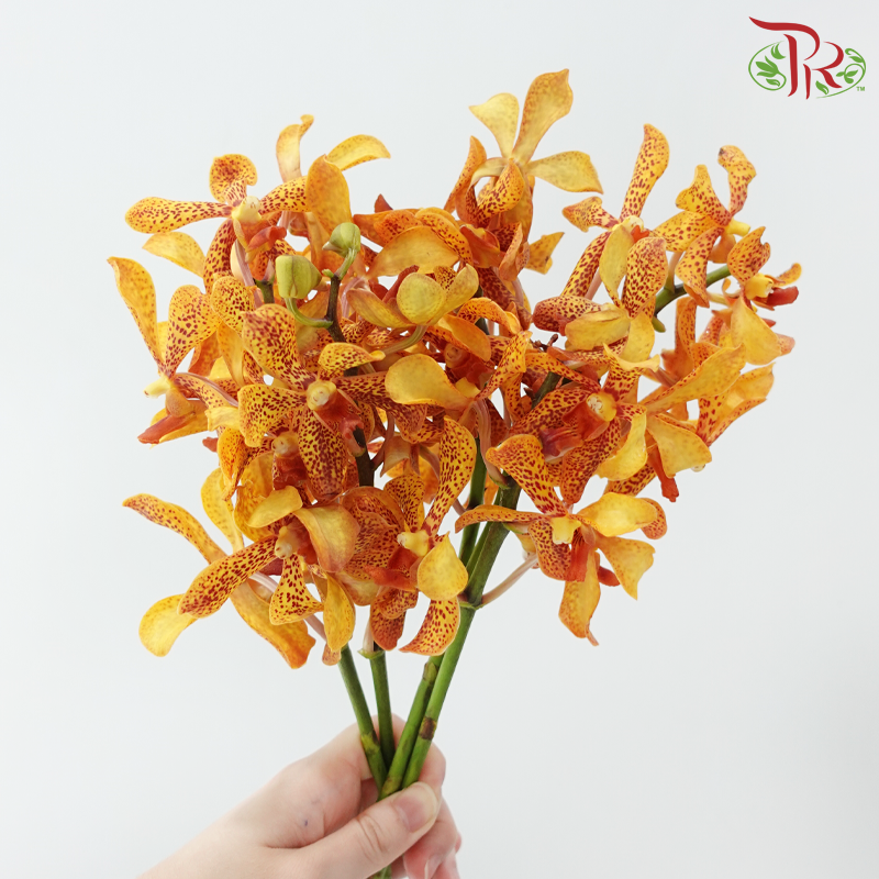 Mokara Orchid