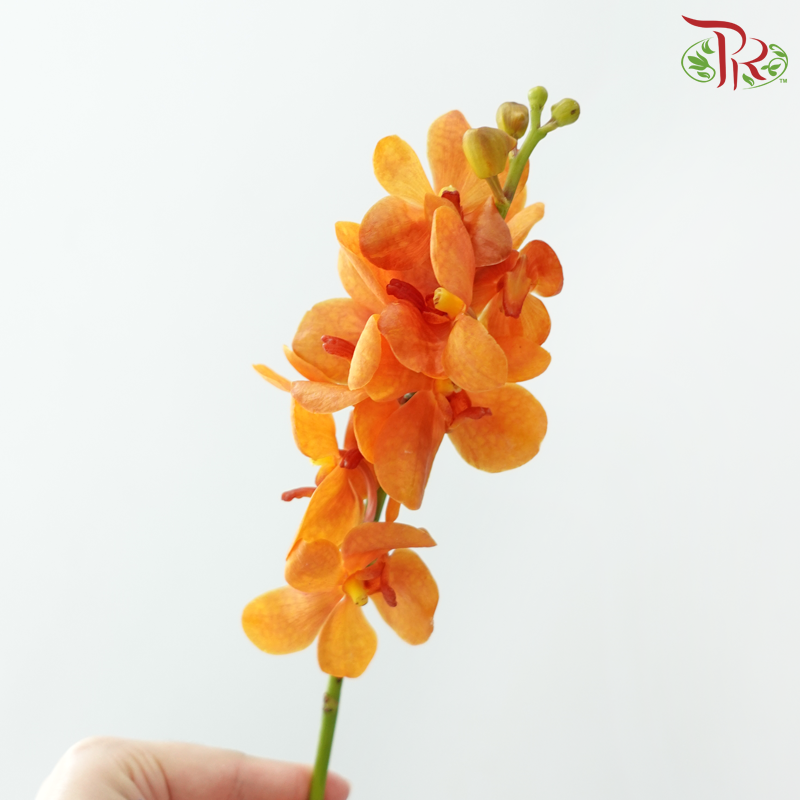 Mokara Orchid
