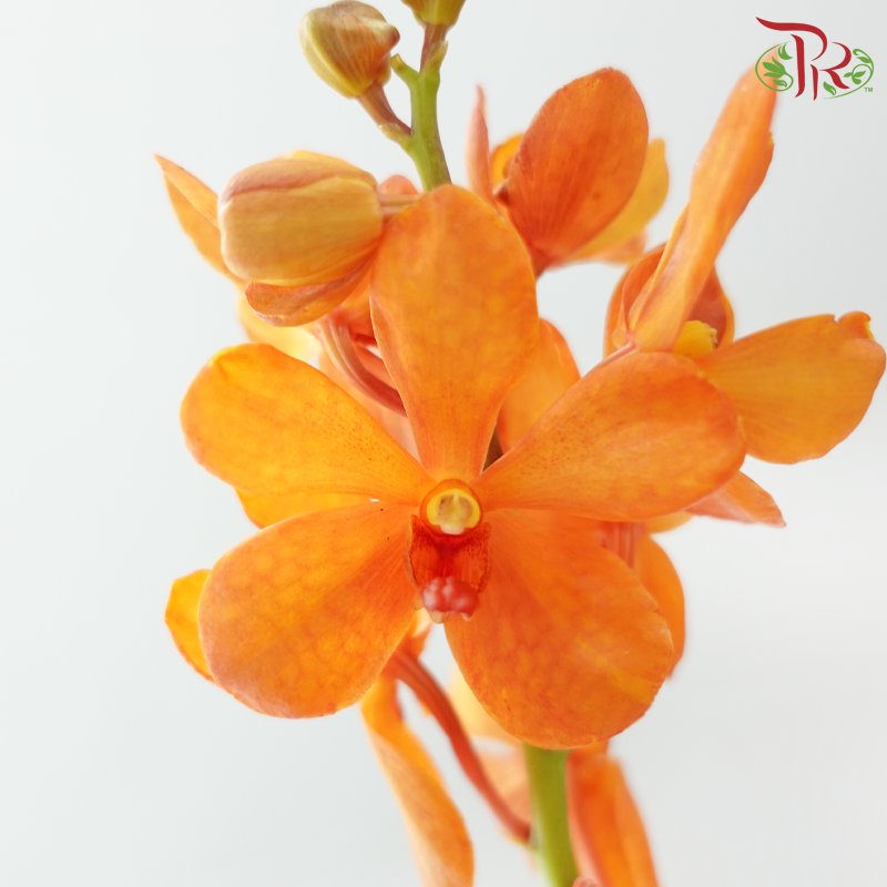Mokara Orchid