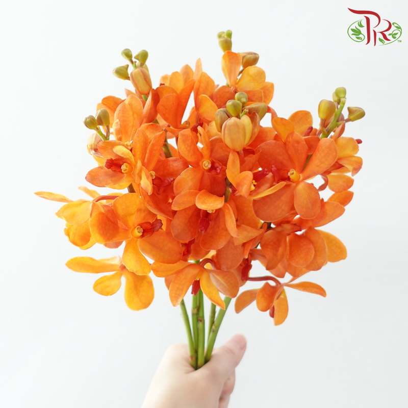 Mokara Orchid