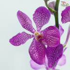 Mokara Orchid