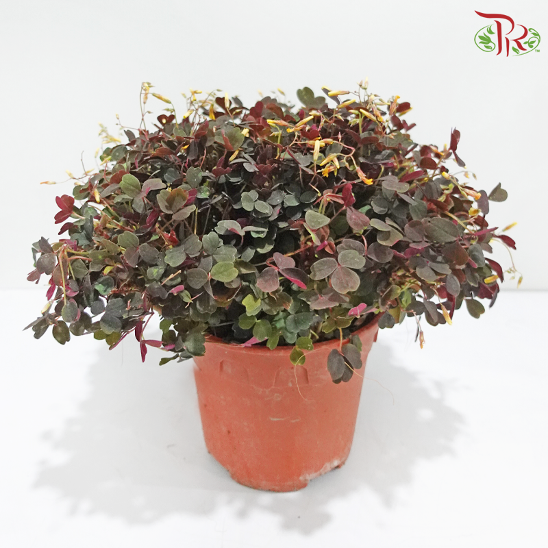 Oxalis Spiralis P140《酢漿草》