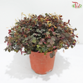 Oxalis Spiralis P140《酢漿草》